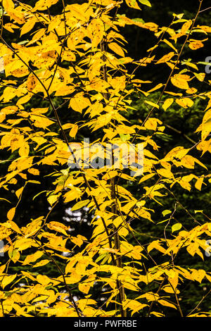 Feuillage d'automne barrage retour Porc   Hartland, Connecticut, Etats-Unis Banque D'Images
