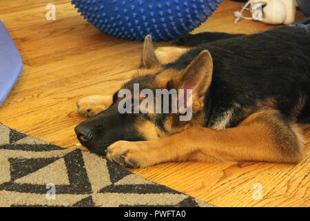 Beau chiot berger allemand chien autour de la pose sur le sol. Banque D'Images