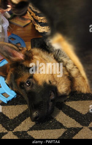 Beau chiot berger allemand chien autour de la pose sur le sol. Banque D'Images