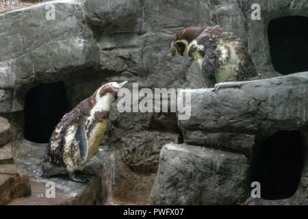 La paire de pingouins (Spheniscus humboldti) communiqué sur un rocher. Deux pingouins drôle sur un rocher. Banque D'Images