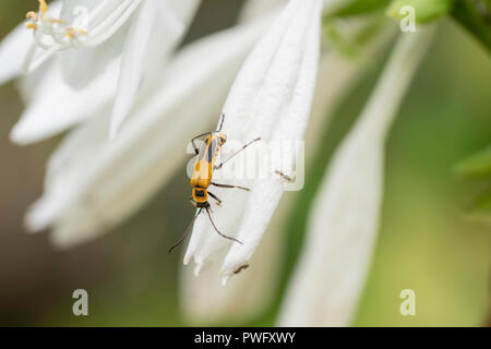 Houghton, Soldat Chauliognathus pensylvanicus, Pennsylvanie ou leatherwing hôtea sur une fleur. Wichita, Kansas, États-Unis. Banque D'Images