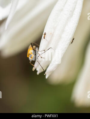 Houghton, Soldat Chauliognathus pensylvanicus, Pennsylvanie ou leatherwing hôtea sur une fleur. Wichita, Kansas, États-Unis. Banque D'Images