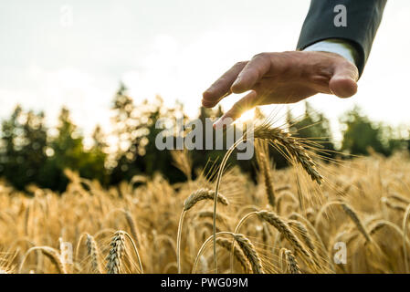 La main des hommes en habit de protection au-dessus des gestes de maturation des épis de blé d'or de plus en plus été à l'extérieur. Banque D'Images