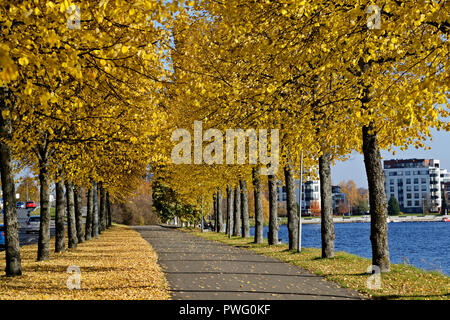 Allée jaune couverte de feuilles de tilleul jaune Banque D'Images