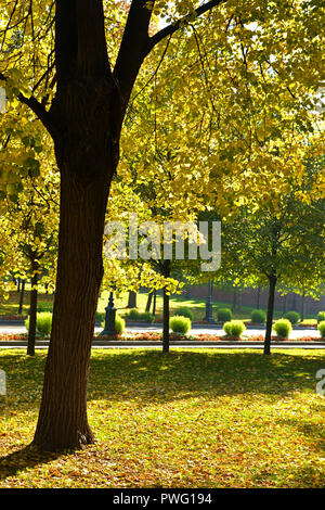 Automne doré dans les jardins d'Alexandre. La lumière du soleil Banque D'Images