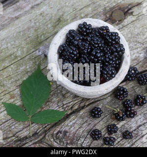 Brombeere, Brombeeren, Echte Brombeere, Beere, Beeren, Rubus fruticosus agg., Section de la ronce Rubus, blackberry, bramble, fruits, ronce, Wildfrüchte dans d Banque D'Images