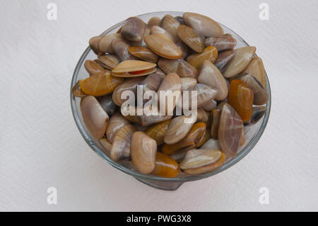 Les petites moules multicolores sur la plaque de verre, isolé Banque D'Images