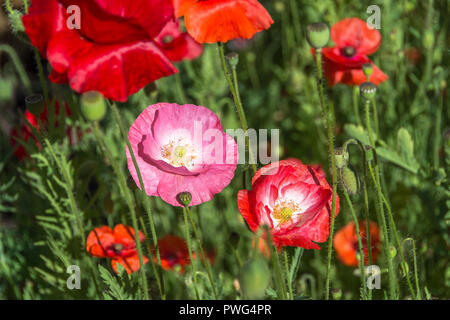 Coquelicot. Plante herbacée à fleurs voyantes Banque D'Images