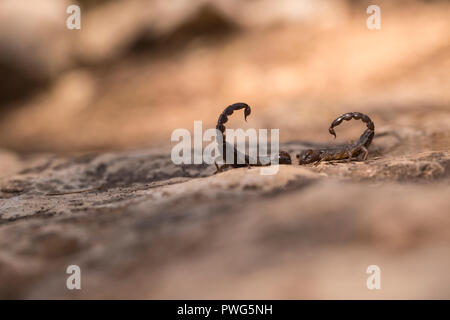 Scorpion noir israélien (Scorpio maurus fuscus) AKA Scorpion d'or israélien sur une dune de sable photographiés en Israël en août de l'été Banque D'Images