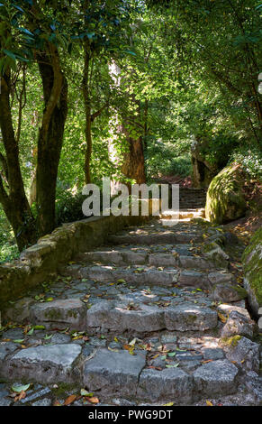 Le Bowery parcours pédestre à travers une forêt de châtaigniers, de chênes et de séquoias géants avec des rochers naturels et les marches de pierre du Palais de Pena. Sintra. Banque D'Images