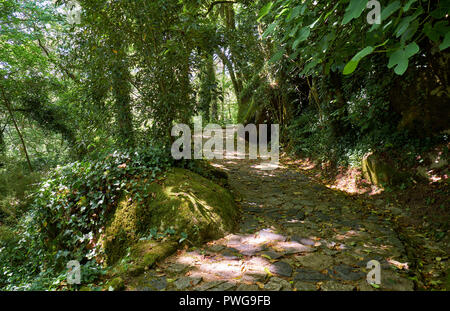 Le Bowery parcours pédestre à travers une forêt de châtaigniers, de chênes et de séquoias géants avec des rochers naturels et les marches de pierre du Palais de Pena. Sintra. Banque D'Images