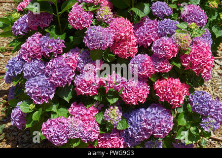 L'hortensia à fleurs dans le jardin de Château des Maures. Sintra. Portugal Banque D'Images