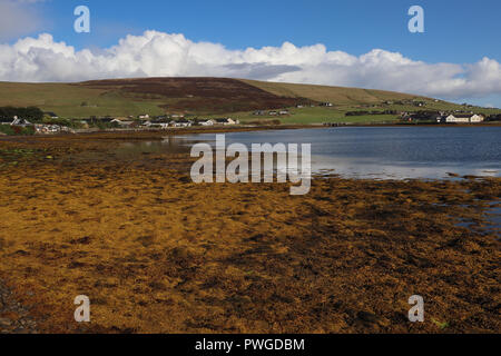 Plage de rochers colorés près de Finstown, Orcades, Ecosse recouvert d'algues brunes à marée basse : mer reflète le ciel bleu avec des nuages blancs. Green Hills loin. Banque D'Images