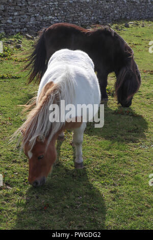 Deux poneys Shetland, l'un noir, l'autre blanc et marron, paissent dans un champ vert ensoleillé au Kirbuster Farm Museum sur l'île d'Orkney, Ecosse, Royaume-Uni Banque D'Images