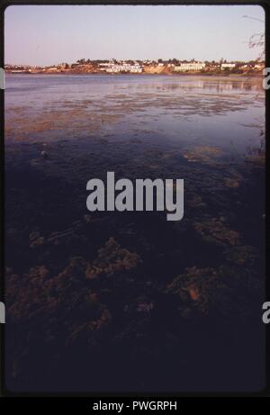 Buena vista--lagon-souffre-de-septic tank-érosion-infiltration-et-autres-maux-il-est-Un-exemple-de-un-de-the-last-lagunes en Californie du sud-juin-1975 7158920526 o. Banque D'Images