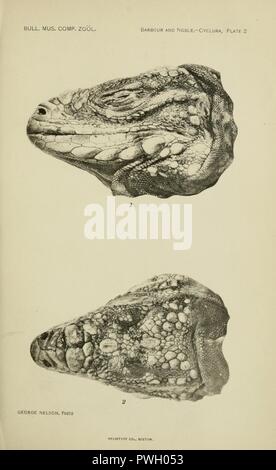 Bulletin du Museum of Comparative Zoology de Harvard College Banque D'Images