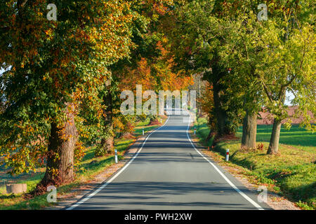 Belle et romantique aux couleurs de l'automne avec l'allée d'arbres colorés et de la lumière du soleil. automne fond naturel Banque D'Images