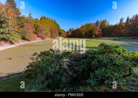 Étang vide après la récolte des poissons sur Cervena Lhota, arbres aux couleurs de l'automne avec l'automne en République tchèque, en Europe Banque D'Images