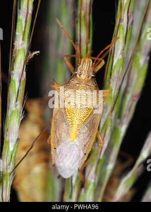 Macro photo du riz stink bug, Oebalus pugnax Banque D'Images