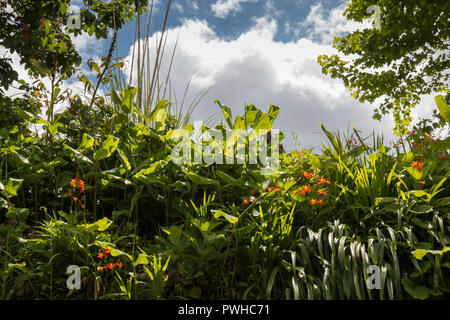 Couleur vert frais des plantes et fleurs qui poussent à l'extérieur, pleine de soleil. Ciel bleu avec un gros nuage blanc. Island Sao Miguel, Açores, Po Banque D'Images