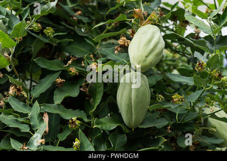 Le fruit de l'Araujia sericifera cruel (usine) Banque D'Images