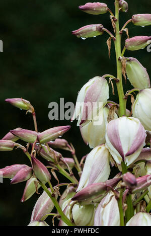 Gouttes de pluie sur les fleurs d'une dague espagnole (Yucca Gloriosa) Banque D'Images