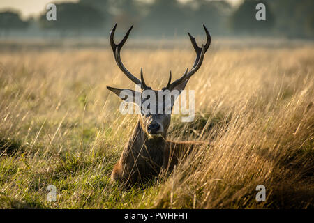 Dans le parc des cerfs Banque D'Images