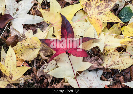 Une feuille rouge tombé d'un arbre liquidambar (Liquidambar styraciflua) Banque D'Images