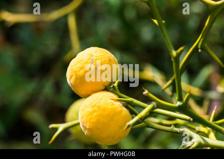 Les fruits d'un japonais de l'orange amère (Citrus trifoliata) Banque D'Images