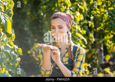 Femme d'agriculteurs de s'assurer de la qualité de cette années, la récolte du houblon Banque D'Images