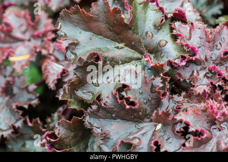 Un gros plan des gouttes de pluie sur les feuilles d'une racine d'alun 'Chocolate Ruffles' (Heuchera 'Chocolate Ruffles') Banque D'Images