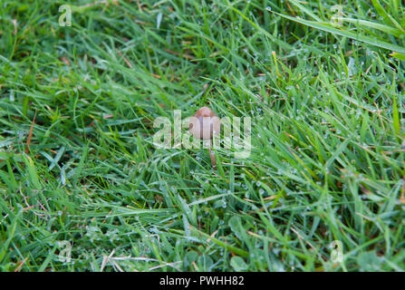 L'herbe verte et aux champignons sauvages Banque D'Images