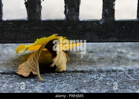 Close-up de deux feuilles contre le béton Banque D'Images