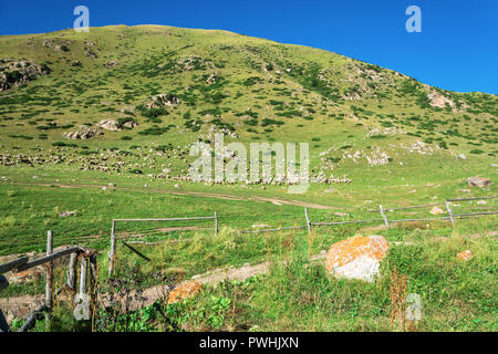 Grand troupeau de moutons sur une pente de montagne verte en été journée ensoleillée, au Kirghizistan. Banque D'Images