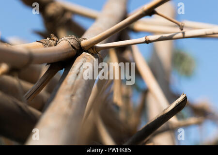 Close Up Branches de bambou sec sous le soleil Banque D'Images