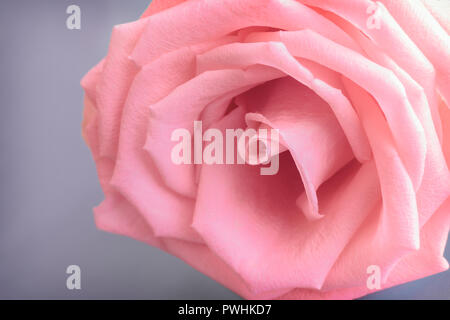 La plus belle rose rouge . Gros plan de l'élément central d'une rose. Banque D'Images