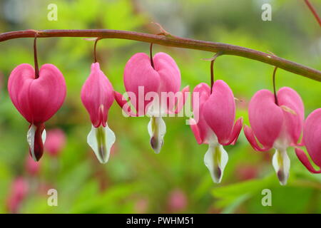 Lamprocapnos spectabilis coeur saignant, également appelé Dicentra spectabilis, en fleurs, UK Banque D'Images