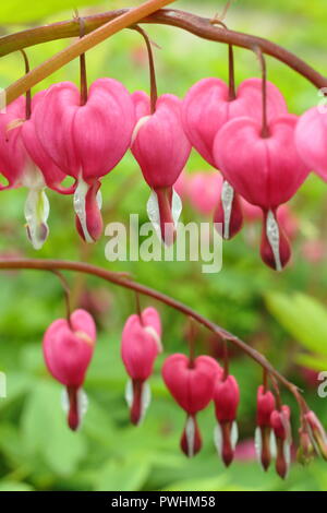 Lamprocapnos spectabilis coeur saignant, également appelé Dicentra spectabilis, en fleurs, UK Banque D'Images