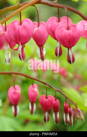 Lamprocapnos spectabilis coeur saignant, également appelé Dicentra spectabilis, en fleurs, UK Banque D'Images