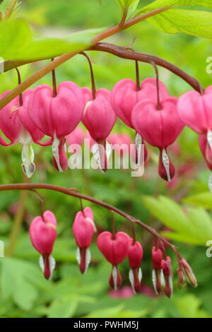 Lamprocapnos spectabilis coeur saignant, également appelé Dicentra spectabilis, en fleurs, UK Banque D'Images