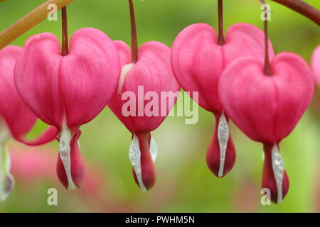 Lamprocapnos spectabilis coeur saignant, également appelé Dicentra spectabilis, en fleurs, UK Banque D'Images