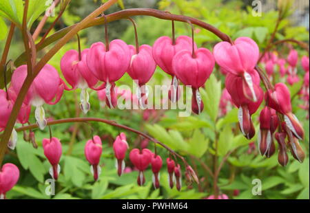 Lamprocapnos spectabilis coeur saignant, également appelé Dicentra spectabilis, en fleurs, UK Banque D'Images