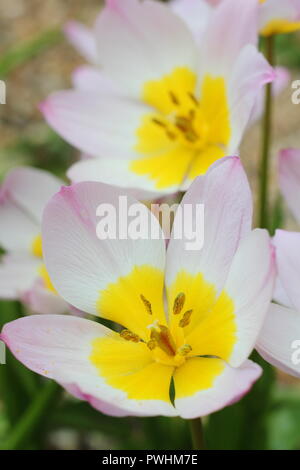 Tulipa saxatilis (bakeri) Groupe 'Lilac Wonder'. Lilac wonder tulip fleurs dans un jardin de printemps UK Banque D'Images