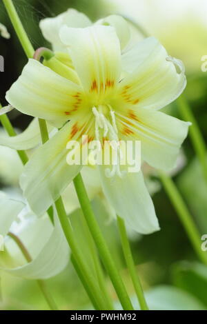 L'Erythronium californicum 'White Beauty, grandissant dans l'ombre d'un jardin anglais Banque D'Images