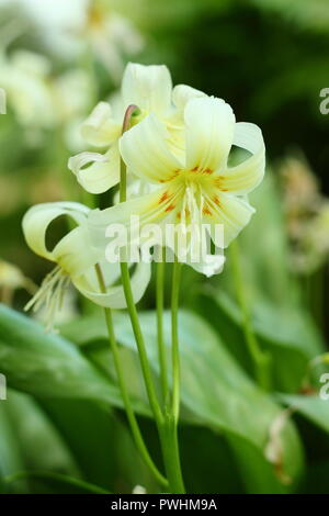 L'Erythronium californicum 'White Beauty, grandissant dans l'ombre d'un jardin anglais Banque D'Images