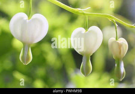 Dicentra spectabilis Alba,appelé aussi Lamprocapnos spectabilis 'Alba'. fleurs en pleine floraison en mai, UK Banque D'Images