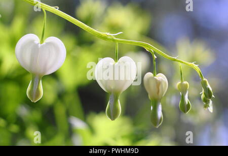 Dicentra spectabilis Alba,appelé aussi Lamprocapnos spectabilis 'Alba'. fleurs en pleine floraison en mai, UK Banque D'Images