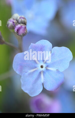 Fleurs d'Omphalodes cappadocica 'Cherry Ingram" dans un jardin anglais au printemps, UK Banque D'Images