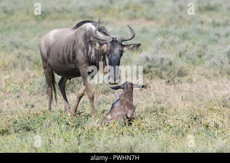 Le Gnou bleu (Connochaetes taurinus) mère avec un nouveau né encore veau couché sur la savane, zone de conservation de Ngorongoro, en Tanzanie. Banque D'Images