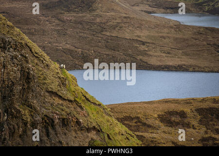 Moutons à la Trotternish Quiraing, crête, île de Skye, Écosse, Royaume-Uni Banque D'Images